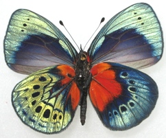 Asterope (Callithea) male aberration or maybe hybrid from Peru (Internet Image property of respective owner, non-commercial use only)
